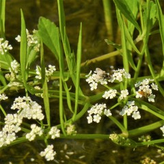 Limnosciadium pumilum