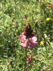 Onobrychis viciifolia