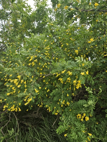 Siberian peashrub