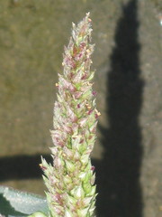 Angiospermae