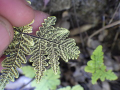 Pentagramma triangularis triangularis
