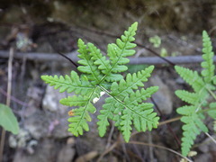 Pentagramma triangularis triangularis