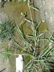 Angiospermae