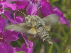 Proserpinus clarkiae