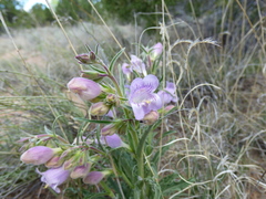Penstemon jamesii
