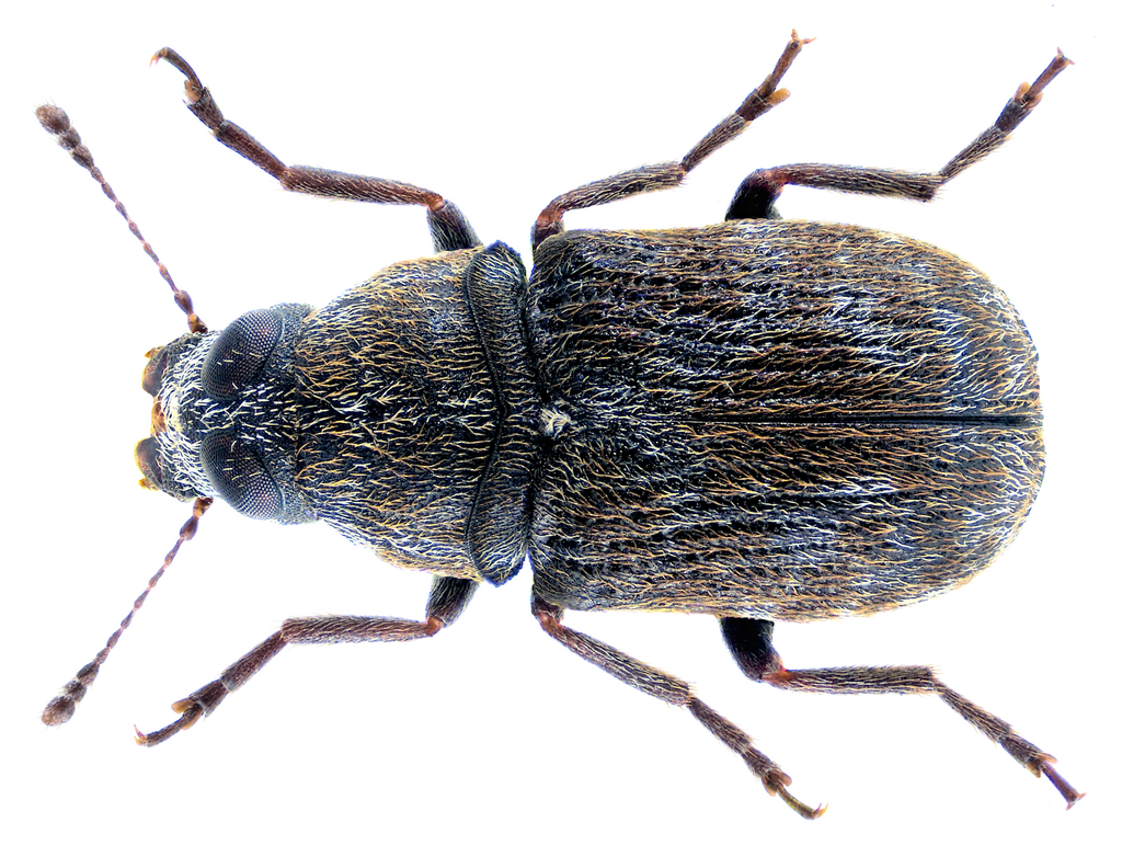 Rhaphitropis marchica