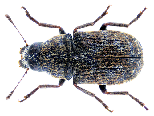 Rhaphitropis marchica