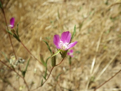 Clarkia purpurea
