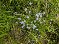 Houstonia caerulea