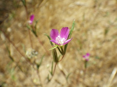 Clarkia purpurea