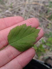 Crataegus intricata