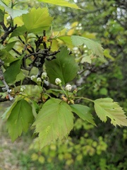 Crataegus intricata