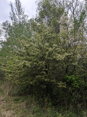 Crataegus intricata