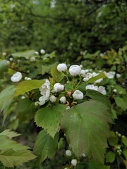 Crataegus intricata