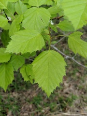 Crataegus holmesiana
