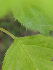 Crataegus holmesiana