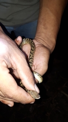 Leptodeira ashmeadii