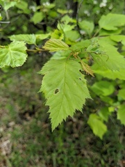 Crataegus holmesiana