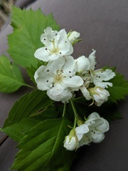 Crataegus holmesiana