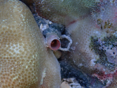 Petaloconchus keenae observed 2024-06-14