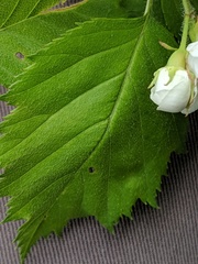 Crataegus holmesiana