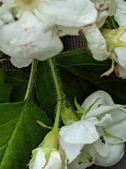 Crataegus holmesiana