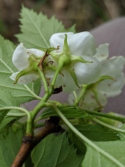 Crataegus holmesiana