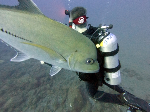 Black jack (Caranx lugubris) — Carangidae — 3