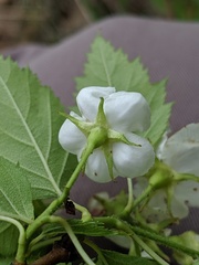 Crataegus holmesiana
