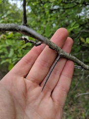 Crataegus holmesiana