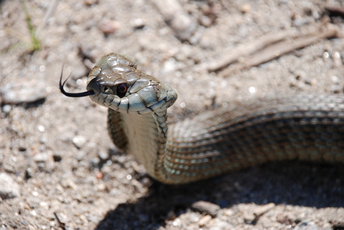 Red-eyed grass snake, Natrix astreptophora