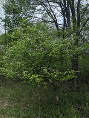 Crataegus holmesiana