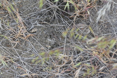 Psoloessa delicatula