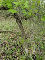 Crataegus holmesiana