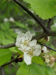 Crataegus holmesiana