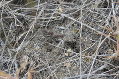 Psoloessa delicatula