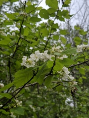Crataegus holmesiana