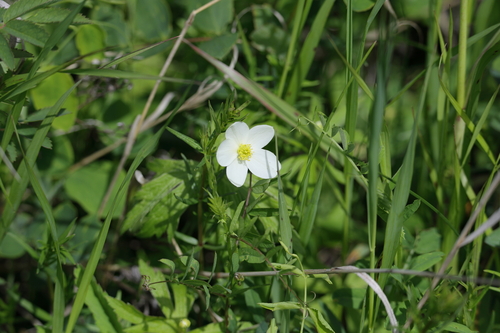 Canada anemone