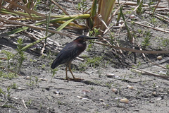 Butorides virescens image