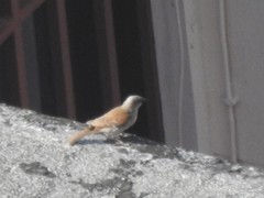 Passer griseus