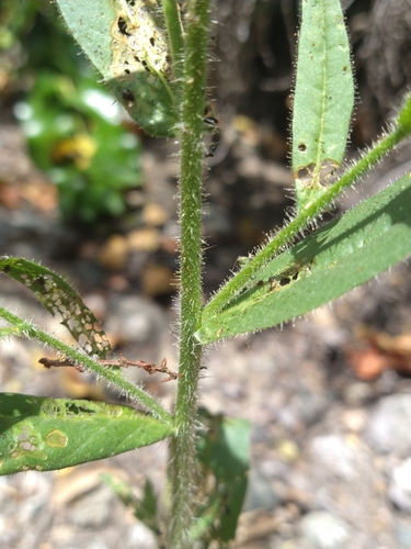 Image of Nicotiana quadrivalvis by (c) Jonas Katona, some rights reserved (CC BY)