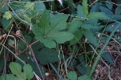 Ampelopsis glandulosa heterophylla