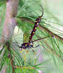 Megarhyssa nortoni