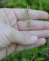 Anthoxanthum aristatum