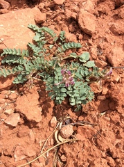 Astragalus malacoides
