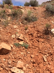 Astragalus malacoides