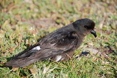 Hydrobates pelagicus