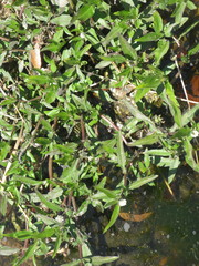 Eclipta prostrata
