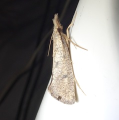 Acrolophus mortipennella