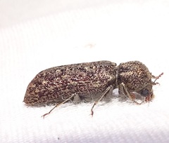 Lichenophanes bicornis